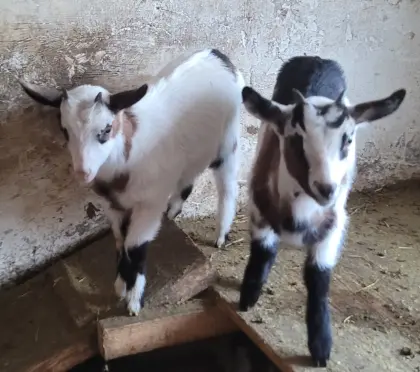 Mutterziege in Milch mit 3 weiblichen Kitzen abzugeben!
