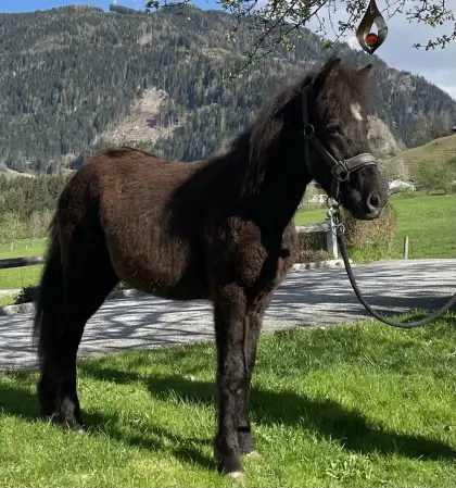 Isländermix Jährlingsstute