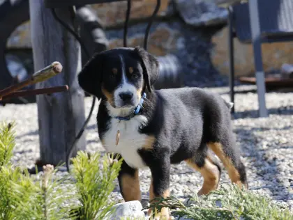 Große Schweizer Sennenhunde