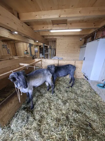 3 Stk. Steinschaf-Widder