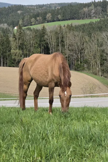 Fuchsfalb Reitponystute