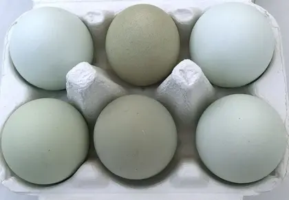 Bruteier Blau Grün Silverudds Blå Araucana Ameraucana