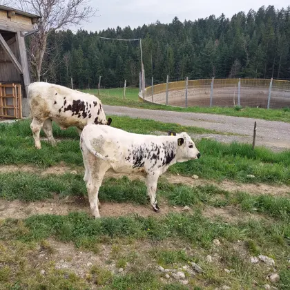Kalb weiblich Pustertaler Sprinzen