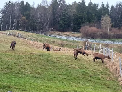 Ziegen zu verkaufen