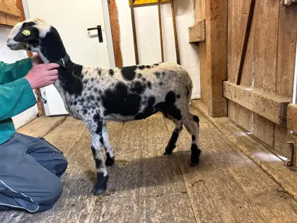 Montafoner Steinschaf Lämmer weiblich zu verkaufen