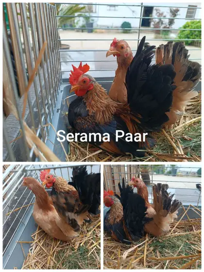 Serama Paar