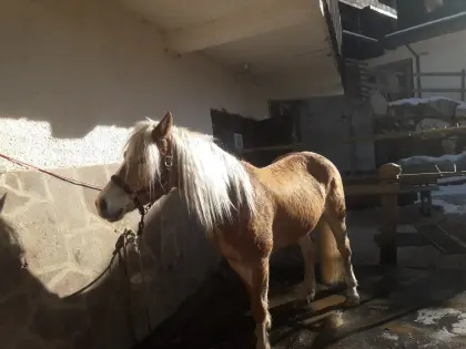 Haflinger Stute Chanel