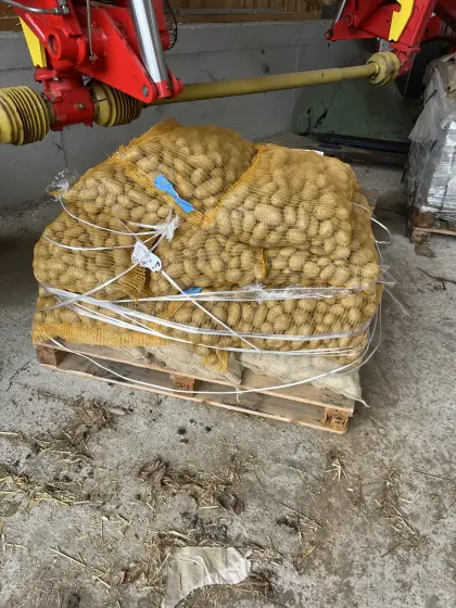 BIO Pflanzkartoffel