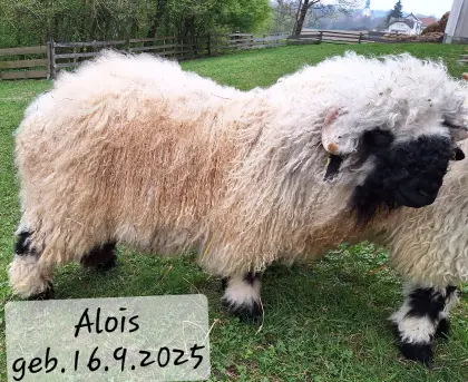 Walliser Schwarznasenschafe