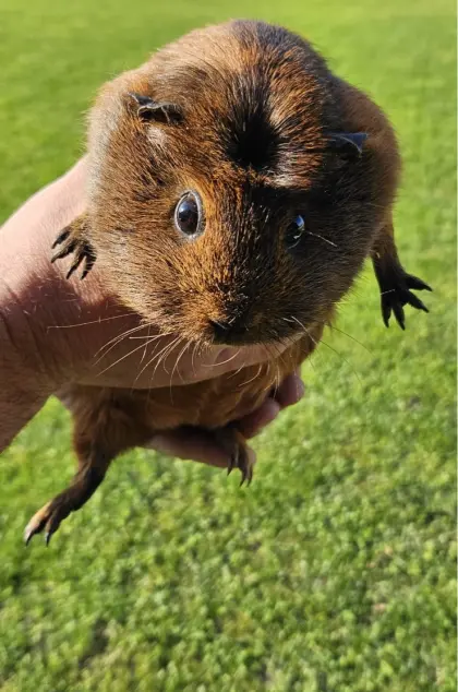Meerschweinchen zu verschenken
