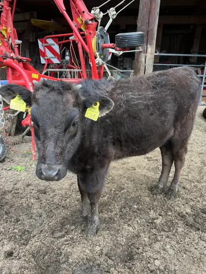 Verkaufe BIO Wagyu-Kalbin