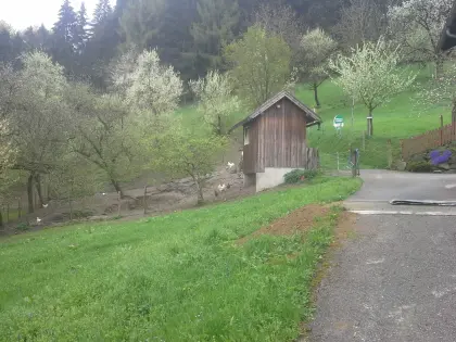 Baumblütenwanderung