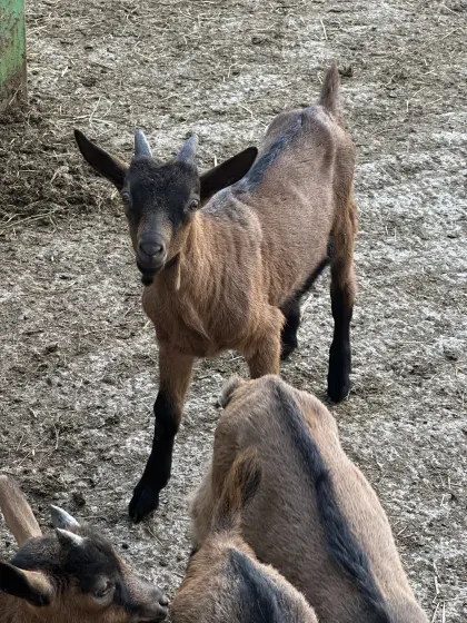Bio-Bockkitz der Rasse Gemsfarbige Gebirgsziege