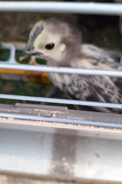 Dongxiang Lukedanji, Fifty Five Flowery Gold, Czubatka Polska