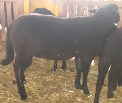 Jura Jungwidder 8 Monate alt, sehr lieb zur Zucht vorgesehen