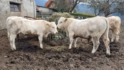 BIO Einsteller, Fresser