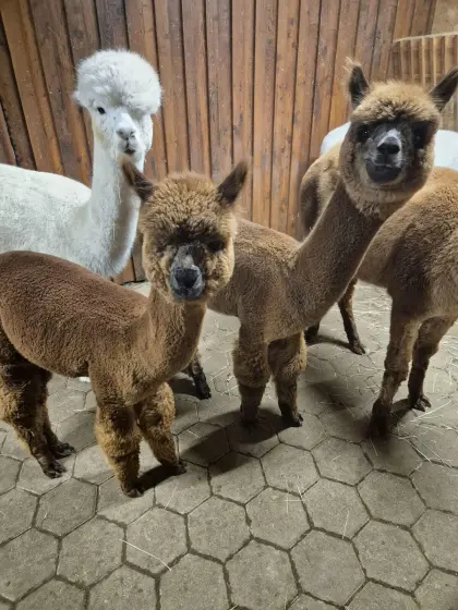 Alpaka Zuchtstuten und Hengste