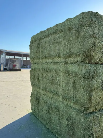 Heißluftgetrocknete Luzerne Ernte 2026