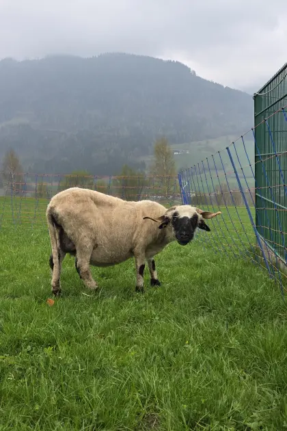 Walliser Schwarznasenschaf mit Lamm