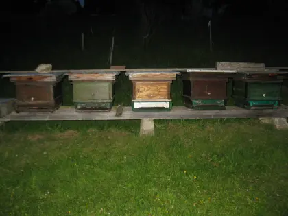 Bienenvölker zu verkaufen