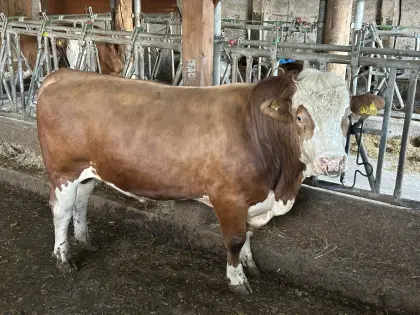 Fleckvieh Stier