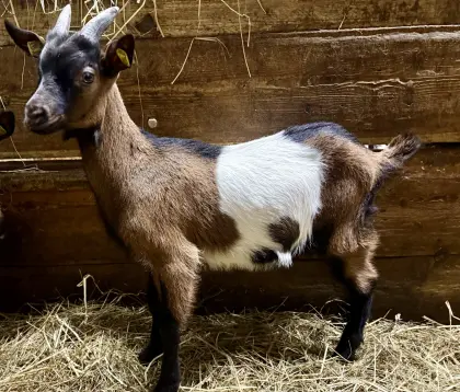 Tauernscheck Ziegenbock