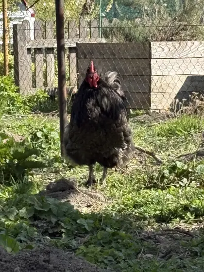 Bruteier von reinen Orpington und von Buntlegern