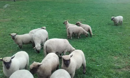 Lämmer Shropshire