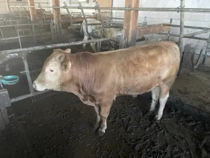 Wagyu Fullblood Jungstier „Benjamin“ – 100 % Wagyu – Bio