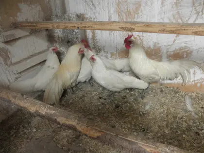 Deutsche Zwerghühner