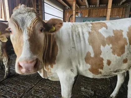 Trächtige Fleckviehkalbinnen