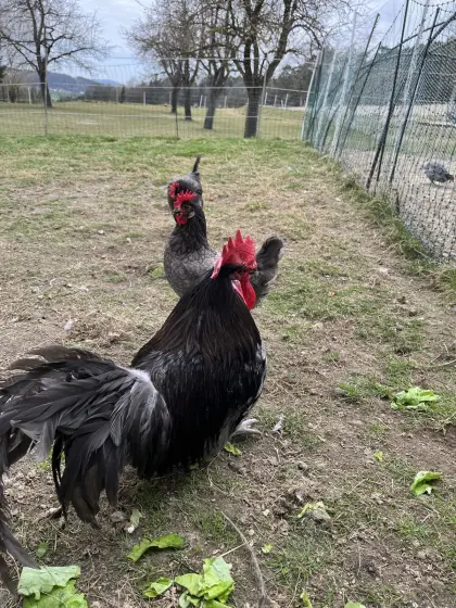 Bresse Gauloise Bleu Bruteier und Jungtiere