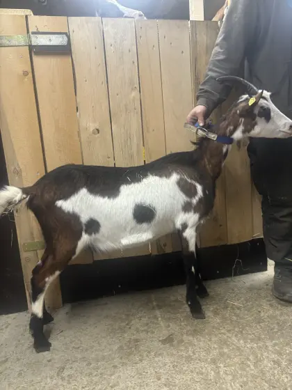 Tauernscheckenerstling