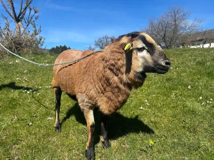 Junger Kamerunwidder abzugeben