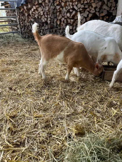 Weibliche und männliche Jungziegen (Saanenziege x Burenbock)