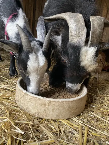Zwergziegenbock „Max“ + Zwergziege „Biene“