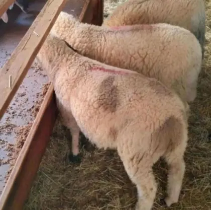 Brauch das ganze Jahr Lämmer und Altschafe