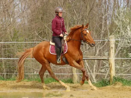 Talentierter Kisberi-Wallach mit vielversprechender Zukunft