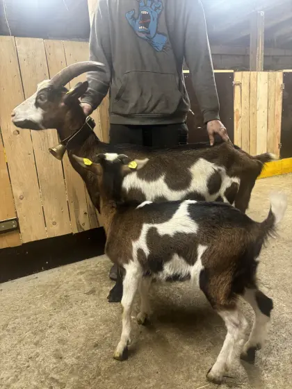 Tauernschecken Ziege mit Kitz