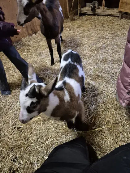 Tauernschecken Kitzbock