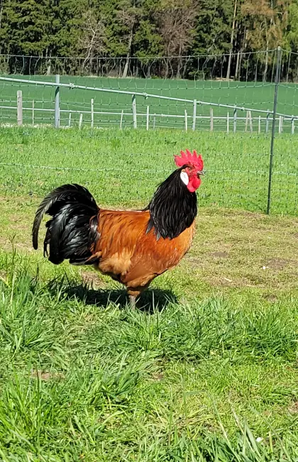 Reinrassiger Vorwerkhahn, beringt!