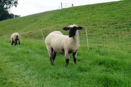 Suche Schafe für Weidehaltung