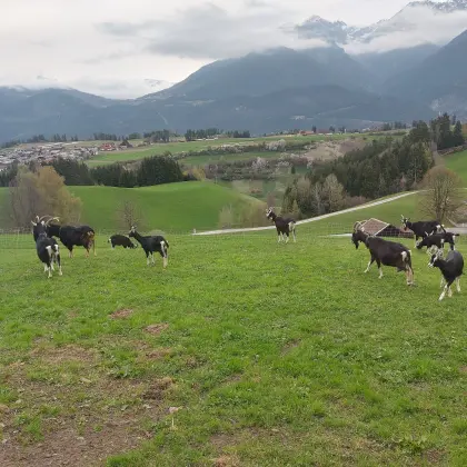 Bündner Strahlenziegen zu verkaufen