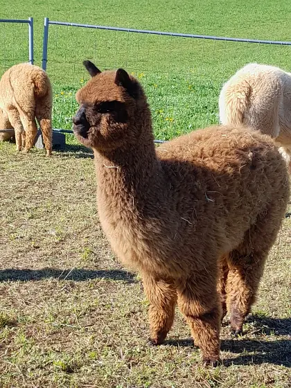 Alpakastutfohlen