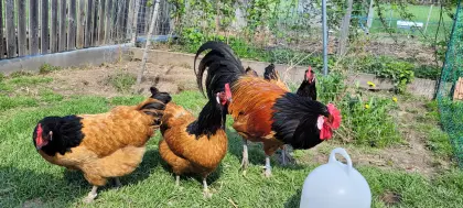 Bruteier von meinem reinrassigen Vorwerkzuchtstamm abzugeben