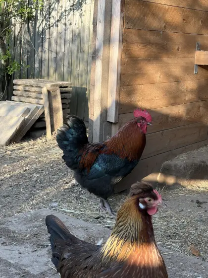 Marans Hahn, reinrassig, 9 Monate