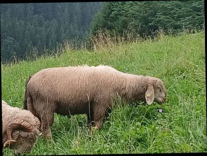 Bergschafe und Brillenschafe zu verkaufen