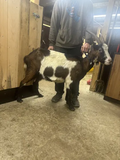 Tauernscheckenziege mit 2 nicht HB fähigen Kitz