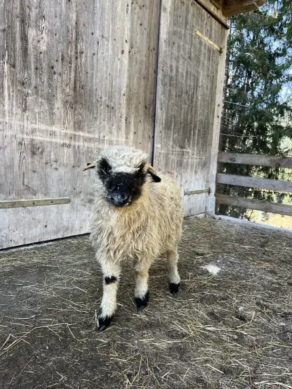 Walliser Schwarznasen Widderlamm