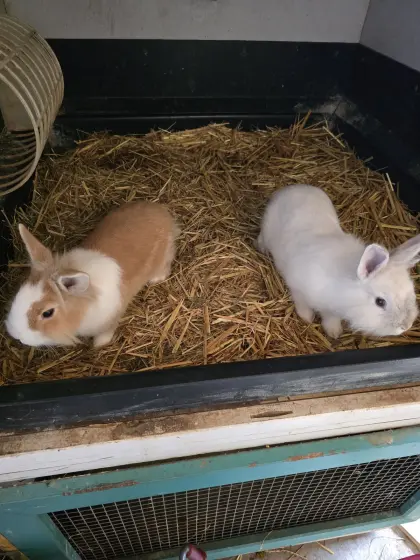 Zwerghasen/Löwenkopf